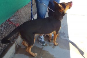 Picture of Jazmin