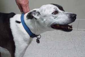 Picture of Lacey