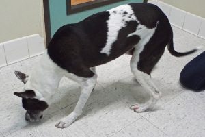 Picture of Lacey