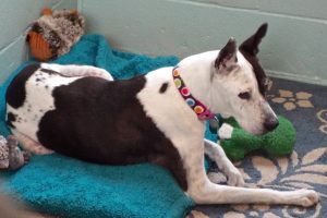 Picture of Lacey