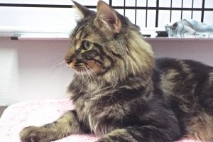 Picture of Laci