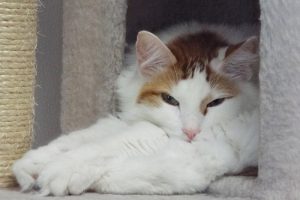 Picture of Piper