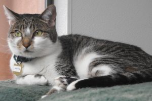 Picture of Rayita