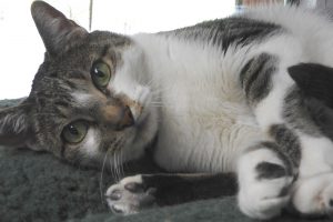 Picture of Rayita