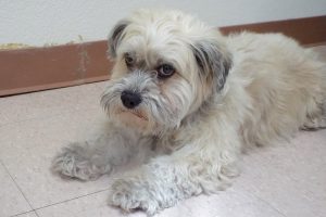 Picture of Stormy