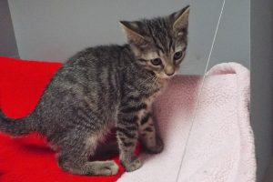 Baby Stormy