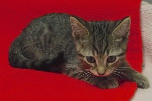 Baby Stormy