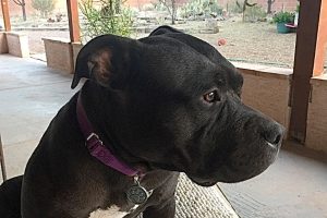 Picture of Tida