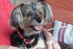 Picture of Tika