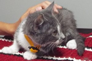 Picture of Adzuki