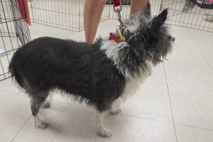 Picture of Baloo