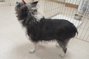 Picture of Baloo