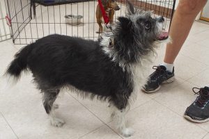 Picture of Baloo