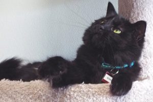 Picture of Bonnie
