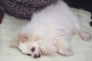 Picture of Buffy
