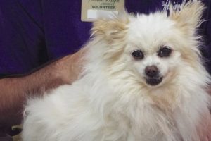 Picture of Buffy