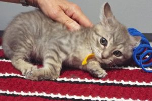 Picture of Calypso