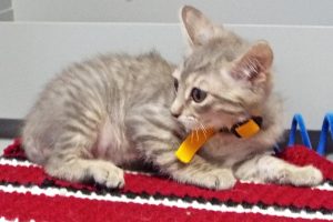 Picture of Calypso