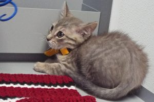 Picture of Calypso