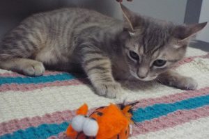Picture of Calypso