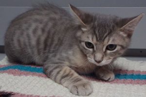 Picture of Calypso