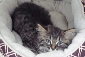 Picture of Cashmere