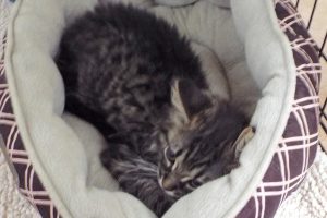 Picture of Cashmere