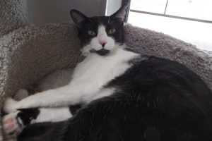 Picture of Checkers