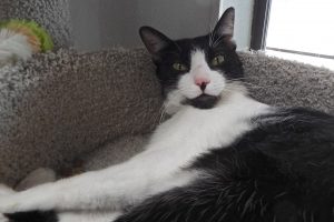 Picture of Checkers