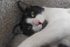 Picture of Checkers