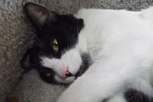 Picture of Checkers