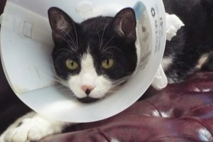 Picture of Checkers