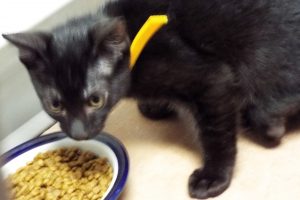 Picture of Cheerio