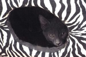 Picture of Chex