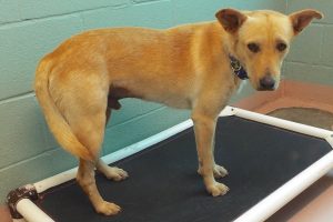 Picture of Chico