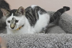 Picture of Cookie