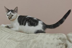 Picture of Cookie