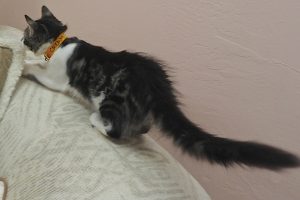 Picture of Cream