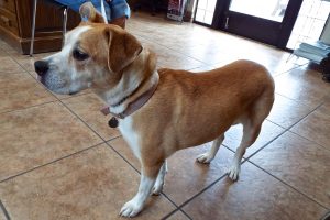 Picture of Daisy