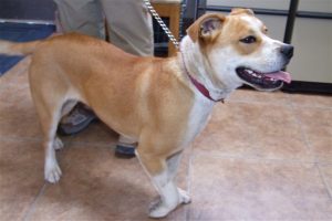 Picture of Daisy
