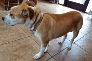 Picture of Daisy