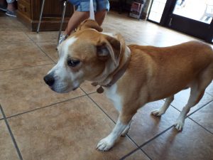Picture of Daisy