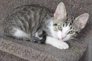 Picture of Dakota