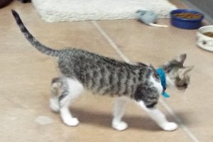 Picture of Dakota