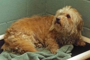 Picture of Denny