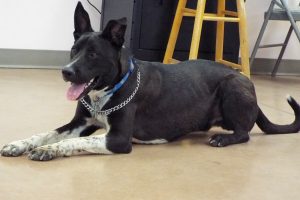 Picture of Mason (CGC)