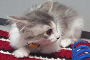 Picture of Merengue