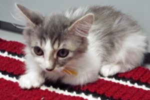 Picture of Merengue
