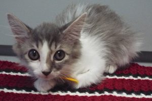 Picture of Merengue