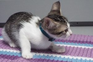 Picture of Merlot